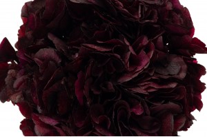 preserved-hydrangea-14.