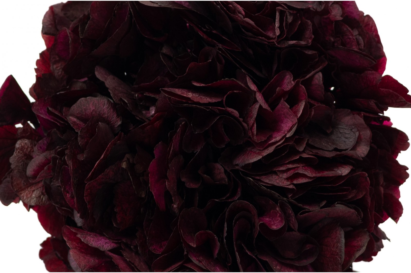 Preserved hydrangea (14) preserved-hydrangea-14