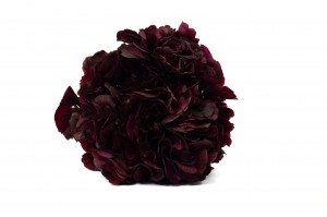 preserved-hydrangea-14.