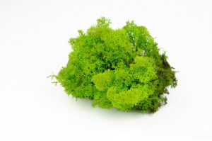 preserved-lichenreindeer-moss-500g-25.