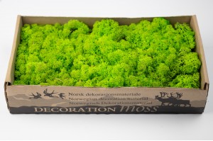 preserved-lichenreindeer-moss-500g-25.