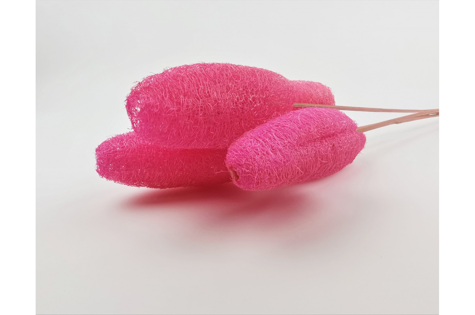 Luffa italien sec* (12) luffa-italien-sec-12