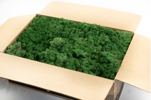 preserved-lichenreindeer-moss-25.