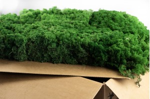 preserved-lichenreindeer-moss-25.