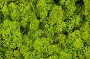 lichen-stabilise-25.