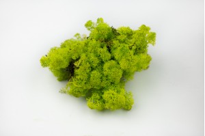 stabilisierte-flechte-25.