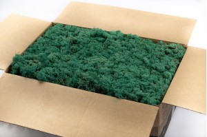 preserved-lichenreindeer-moss-25.