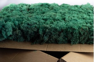 preserved-lichenreindeer-moss-25.