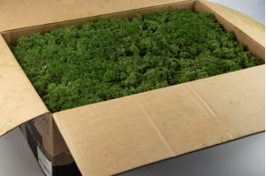 preserved-lichenreindeer-moss-25.