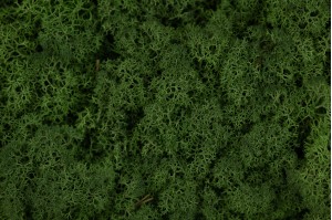 preserved-lichenreindeer-moss-25.