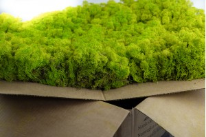 preserved-lichenreindeer-moss-25.