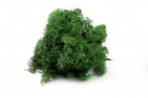 preserved-lichenreindeer-moss-25.