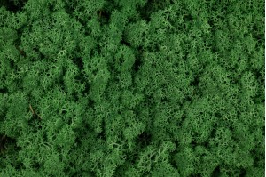 lichen-stabilise-25.