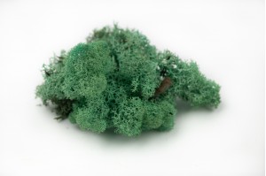 preserved-lichenreindeer-moss-25.