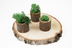 preserved-lichenreindeer-moss-25.