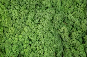 preserved-lichenreindeer-moss-25.