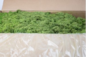 preserved-lichenreindeer-moss-25.