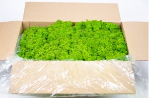 preserved-lichenreindeer-moss-25.