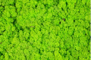 preserved-lichenreindeer-moss-25.