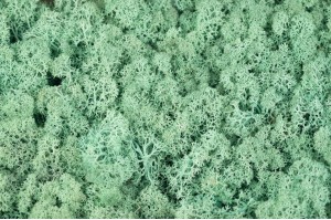 preserved-lichenreindeer-moss-25.