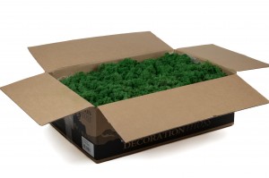 preserved-lichenreindeer-moss-25.
