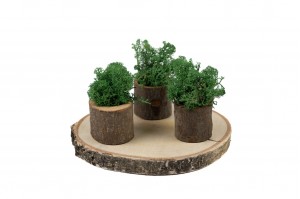 preserved-lichenreindeer-moss-25.