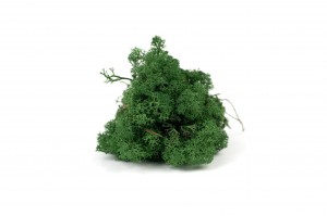 preserved-lichenreindeer-moss-25.