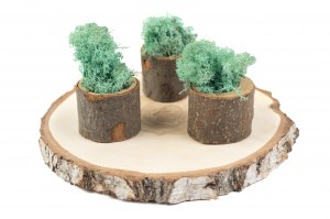 preserved-lichenreindeer-moss-25.