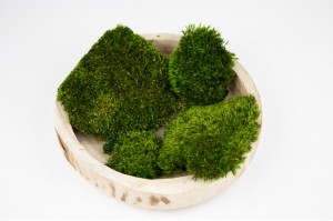 thin-preserved-provence-moss-b-26.