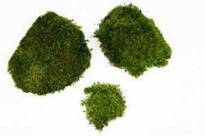 mousse-de-provence-fine-stabilisee-b-26.