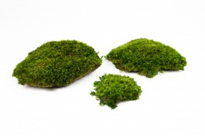 thin-preserved-provence-moss-b-26.