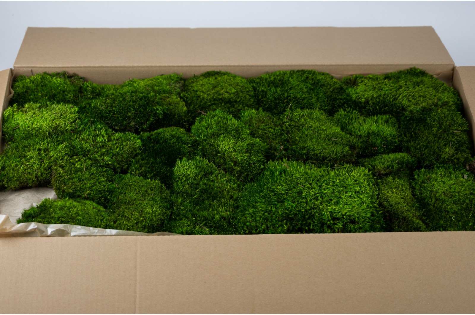 thin-preserved-provence-moss-cn-26