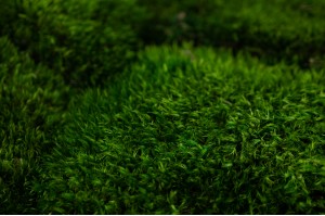 thin-preserved-provence-moss-cn-26.