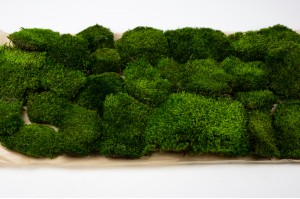 thin-preserved-provence-moss-cn-26.
