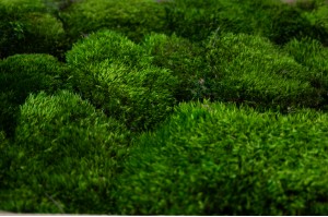 thin-preserved-provence-moss-cn-26.
