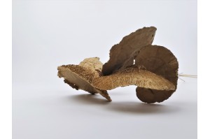 dried-mushroom-natural-5-pieces.