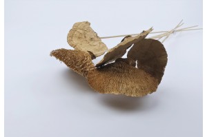 dried-mushroom-natural-5-pieces.