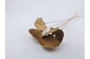 dried-mushroom-natural-5-pieces.
