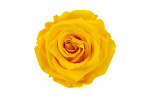 tetes-de-roses-stabilisees-m-36.