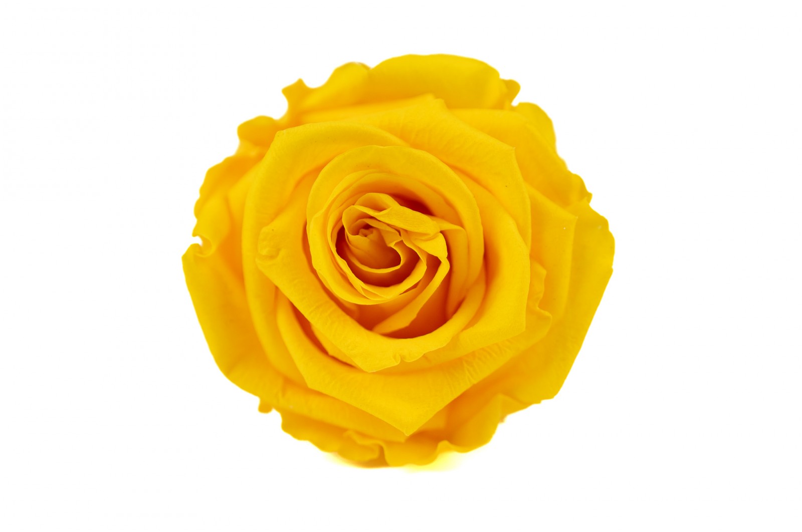 Têtes de roses stabilisées M (36) tetes-de-roses-stabilisees-m-36