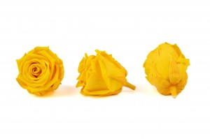 tetes-de-roses-stabilisees-m-36.