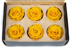 tetes-de-roses-stabilisees-m-36.