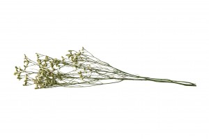stabilisierter-limonium-14.