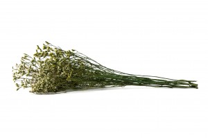 limonium-stabilise-14.