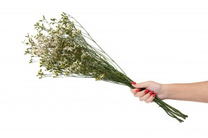 limonium-stabilise-14.