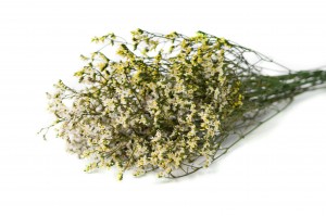 limonium-stabilise-14.