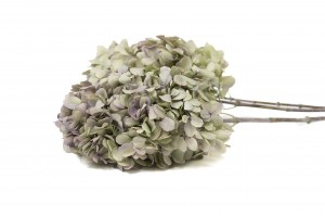 stabilisierte-grandiflora-hortensien-30.