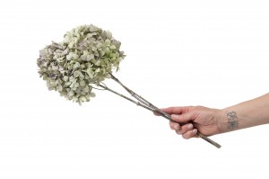 stabilisierte-grandiflora-hortensien-30.