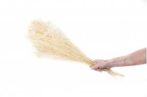 broom-sec-39.