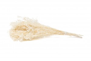 dried-broom-39.